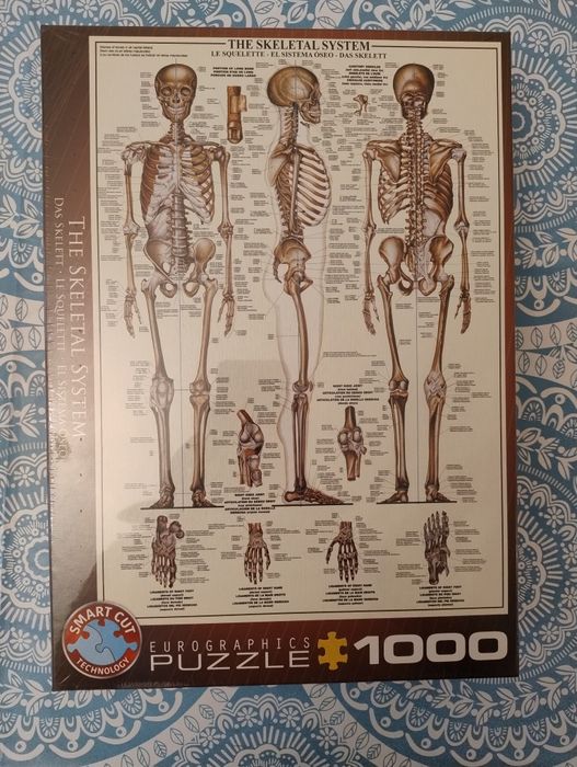 Нов пъзел Костна система