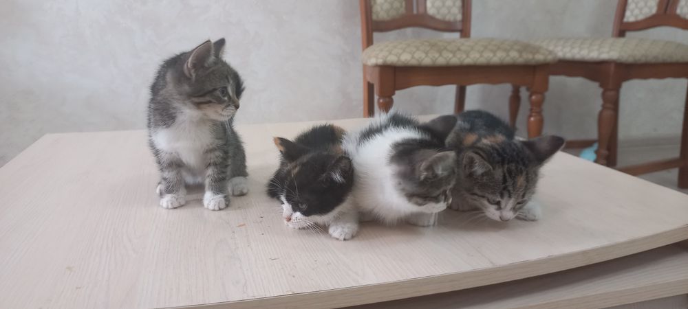 Котята котенок домашние
