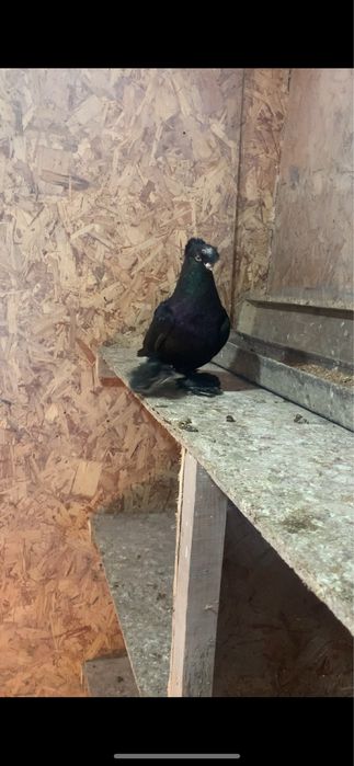 Голуби вольерные