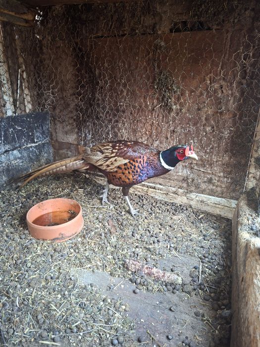 Vând s-au schimb fazan comun