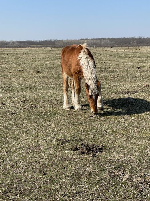 Vand doi manji sargi