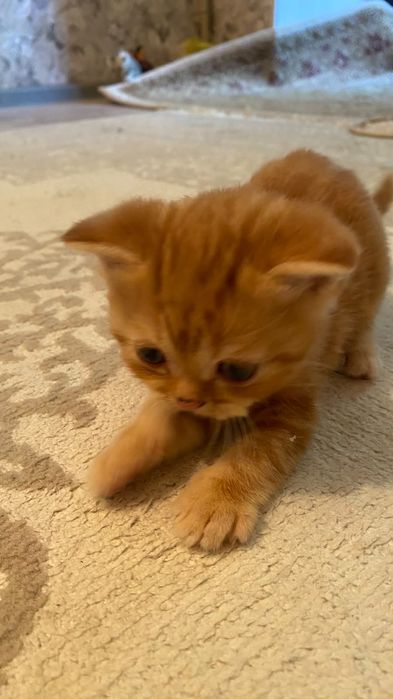 Шотландские котята