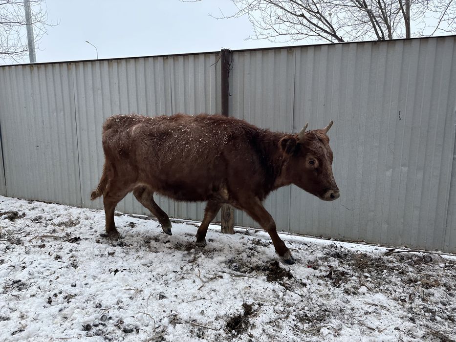 Кашар, Баспак сатылады