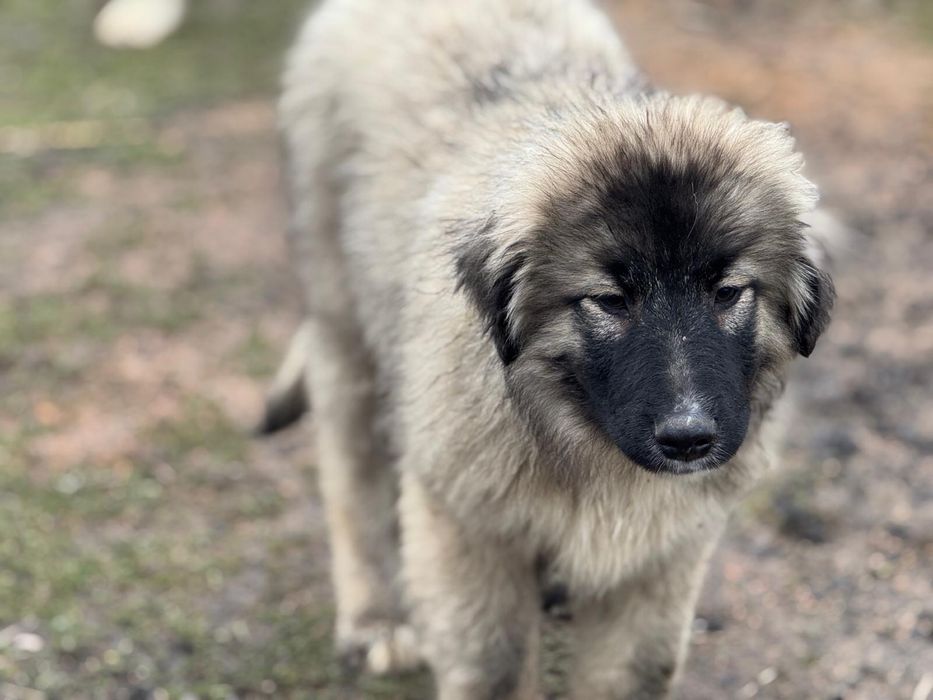 Pui Ciobanesc Romanesc Carpatin