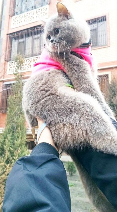 Срочна лиловая окрас британка сотилади