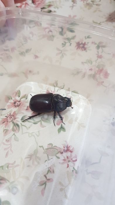 Жук  насарог  для  тирариума