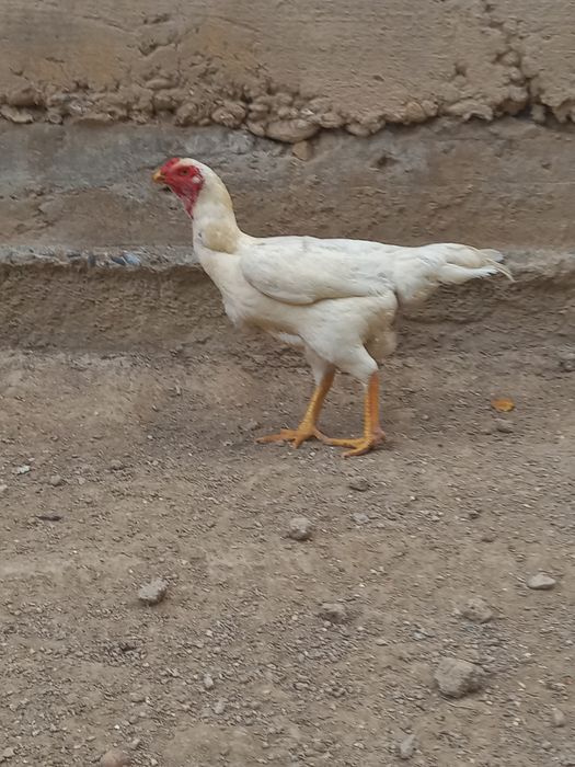 Oq toza moki 4.200vedi zoti kares tuxumda