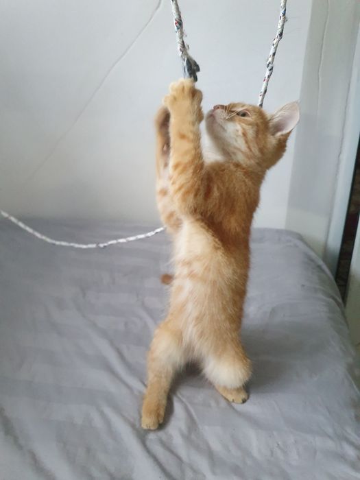 котёнок + сумка в подарок
