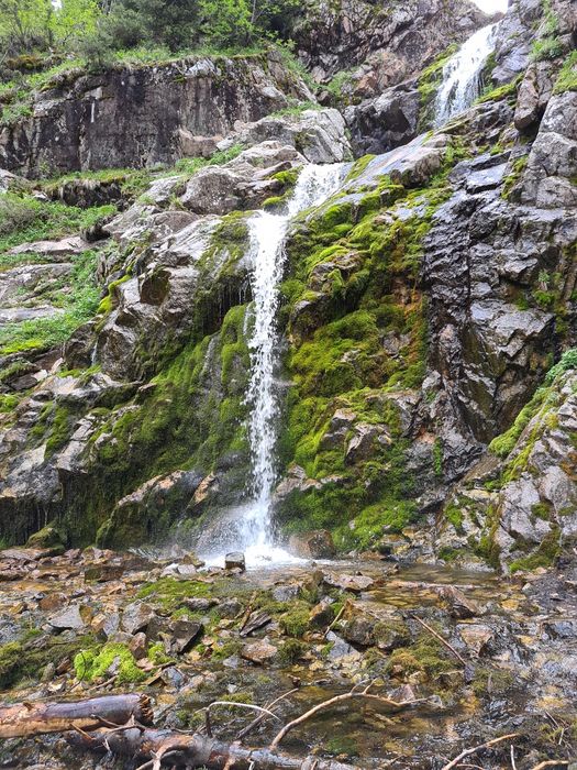 Реабилитация собак через ЛФК