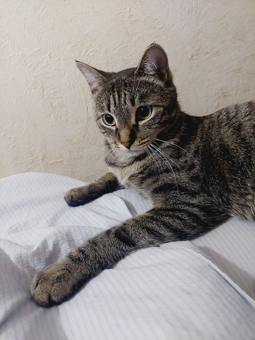 Отдам кота в хорошие руки