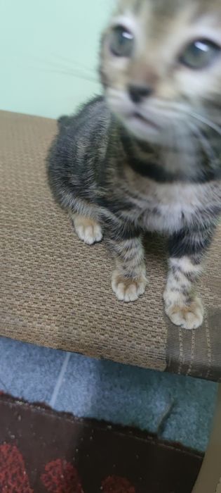 Бенгальские кошки
