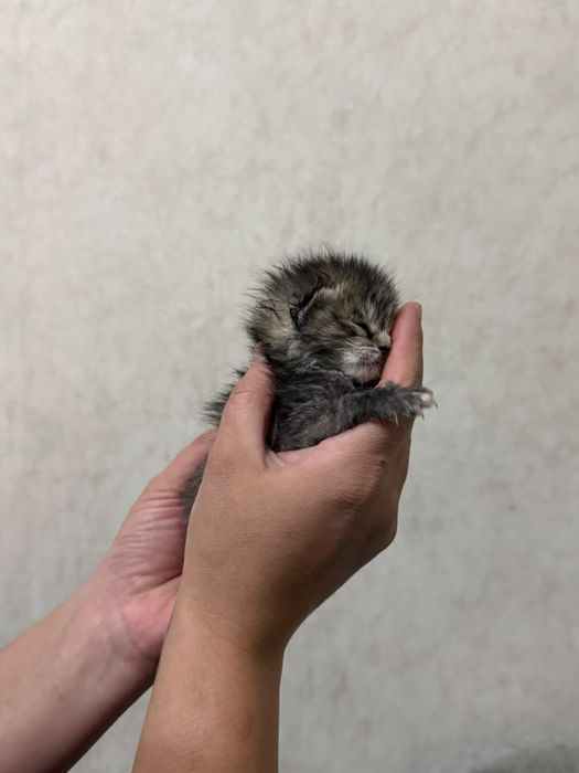 Котята отдам срочно
