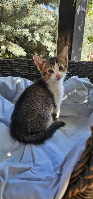 Котёнок 1,5 мес,мальчик. Мама абссинка