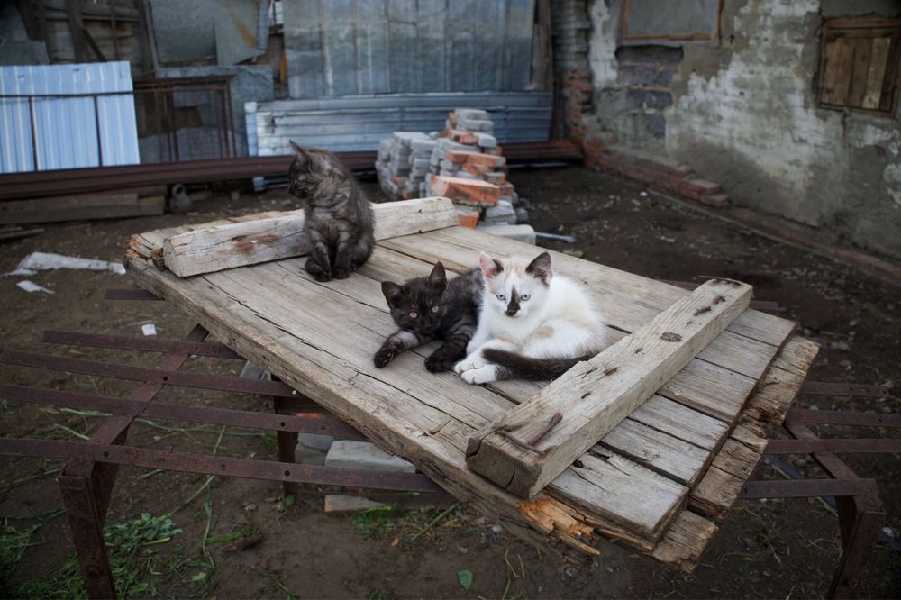 Отдам.         котят