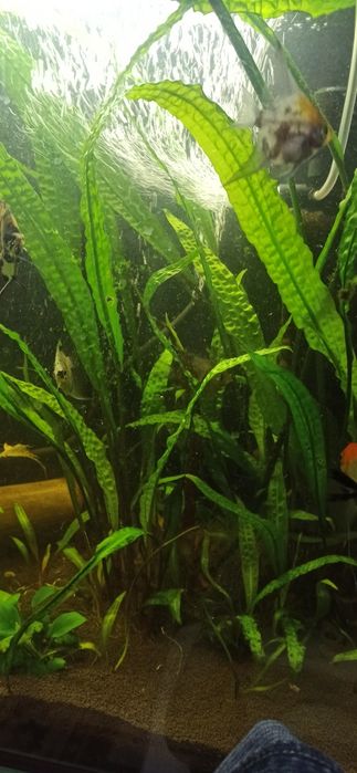 Продам растения.