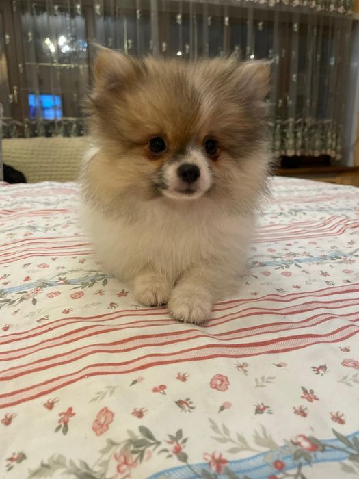 Продаются милые щенки шпица