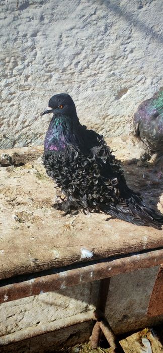 Porumbei creti maghiari