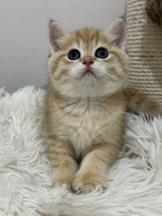 Британские  котятки!