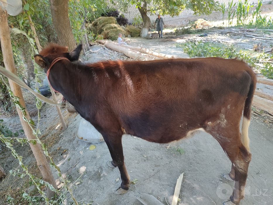 Tona ğunajin qochar sotiladi