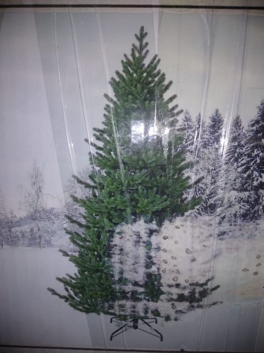 Ель " Дуглас" производства Голландия