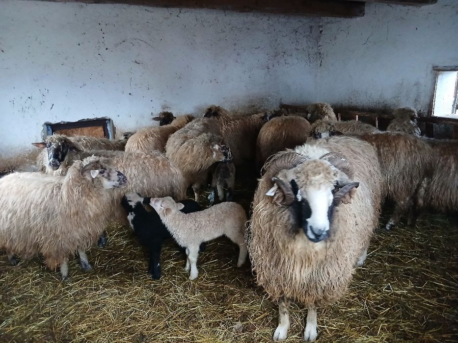 De vânzare 3 oi cu miel