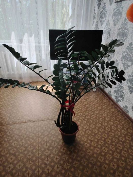 Долларовое дерево (Замиокулькас)