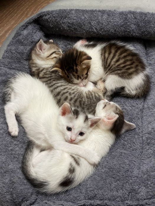 Котята в добрые руки