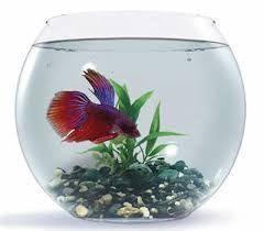 Аквариум подарок-круглый. р-н ул.Навои-Торайгырова