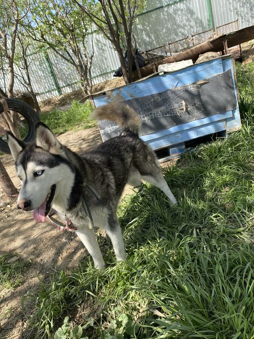 Sibirski XASKI.  Sotiladi.