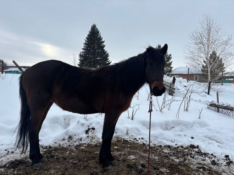 Кобыла жеребая 6лет