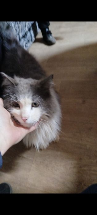 Отдам кота в хорошие руки