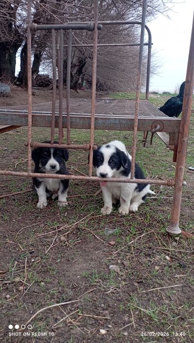 Itlar bor Itlar bor tekinga parodiya qozoqi 2 oylik kuchuk bolalari