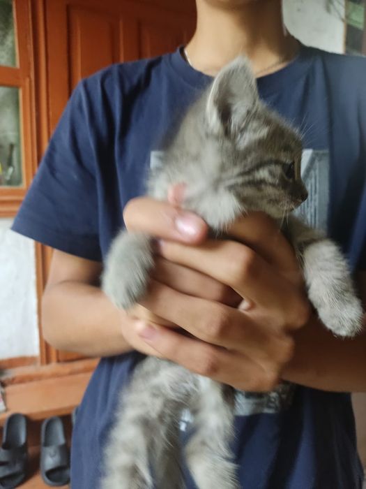 Отдам котят бесплатно