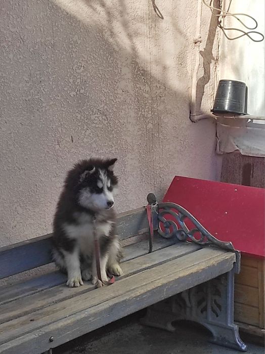 Продам собаку Хасики