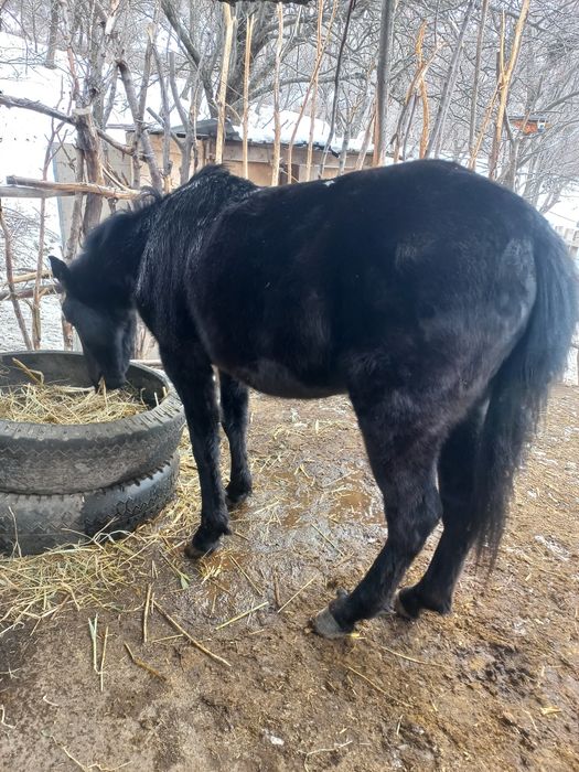 Кунан сатылады 600