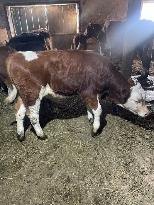 Vând patru tarurasi