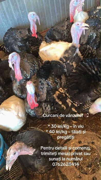 Vand curcani (15-20 kg ) - 40 lei taiati