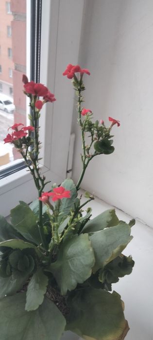 Обмен комнатными цветочками