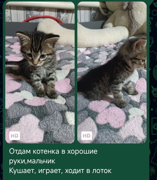 Отлам котенка  в хорошие руки