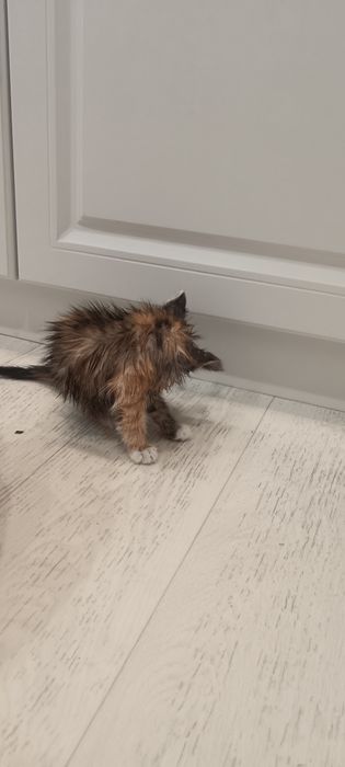 Котенок девочка 3 месяца