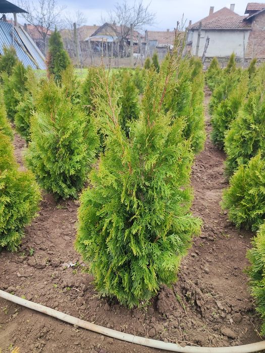 Туя Ауреа Нана , Лейланди , Смарагд !