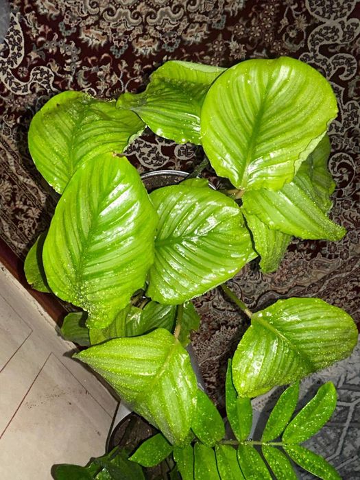 Растения за 200.000