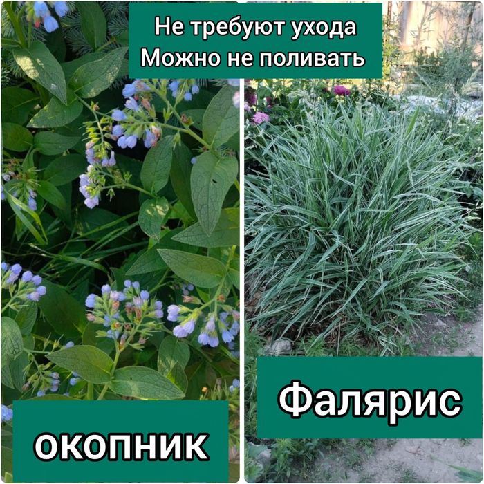 Цветы многолетние садовые