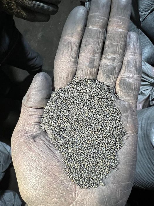 Продаю семена люцерны,Сорт(Багира и Семиречье)