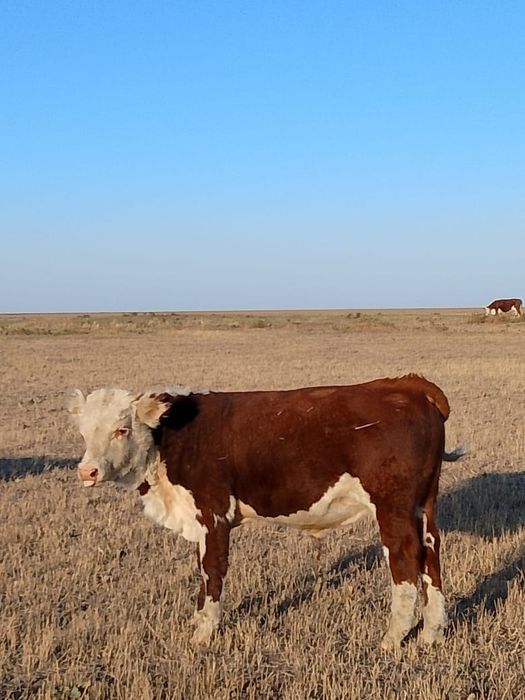 Әдемі балапандардың бөкселерінің суреттері