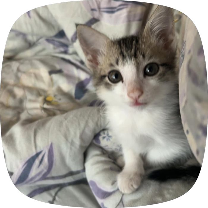 Котенок СРОЧНО!!!