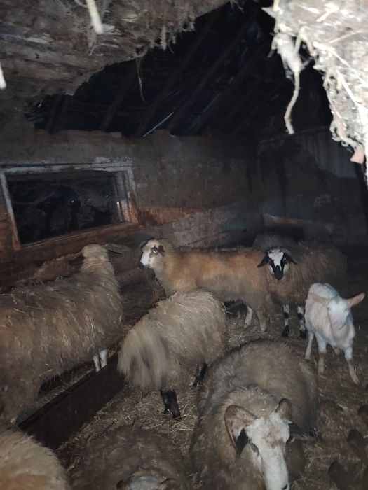 Berbecuți și Miele