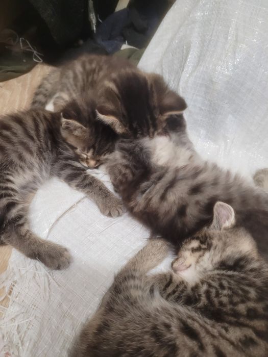 Продам пушистых котят