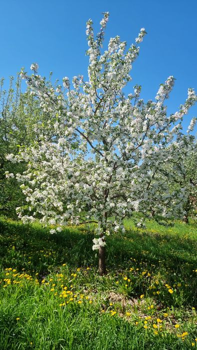 Яблоневый сад...