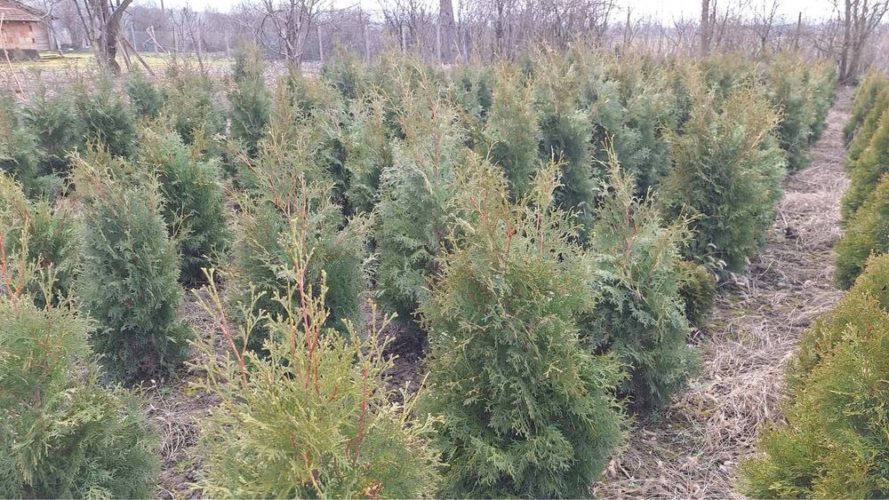 Туя, западна смарагд